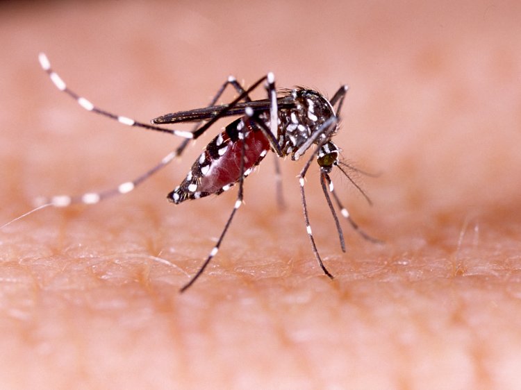 राज्यात चिकुनगुनिया, डेंग्यूचे वाढते रुग्ण
