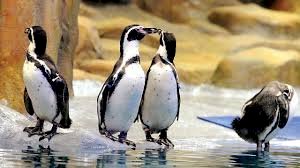 राणीच्या बागेतील पेंग्विन कक्षात दोन नवीन पाहुण्यांचे आगमन